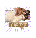 チワワのレオくん3才（個別スタンプ：8）