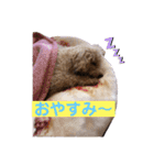 ポー兄と小太郎ときどきモカちゃん（個別スタンプ：5）