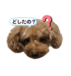 ポー兄と小太郎ときどきモカちゃん（個別スタンプ：13）