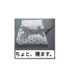 hathu-rui stanpu（個別スタンプ：5）