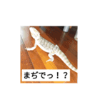 hathu-rui stanpu（個別スタンプ：6）