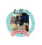大好きコロ（個別スタンプ：2）
