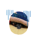 大好きコロ（個別スタンプ：4）