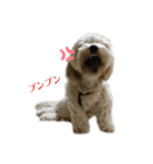 MaroKuri（個別スタンプ：1）