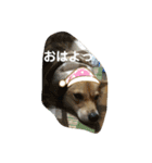 ソララサン（個別スタンプ：2）