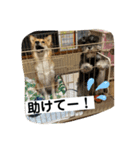 ソララサン（個別スタンプ：11）