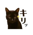 黒猫 KEYちゃん6（個別スタンプ：7）
