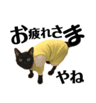 黒猫 KEYちゃん6（個別スタンプ：9）