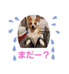 黒崎雨流斗と愛犬(その他)パート2（個別スタンプ：10）