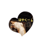 黒崎雨流斗と愛犬(その他)パート2（個別スタンプ：11）