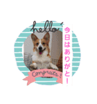 黒崎雨流斗と愛犬(その他)パート2（個別スタンプ：13）