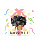 ミニシュナ姉妹のルルとモモ（個別スタンプ：7）