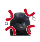黒ポメ《恋音》のつぶやき vol.3（個別スタンプ：6）
