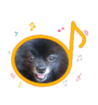 黒ポメ《恋音》のつぶやき vol.3（個別スタンプ：8）