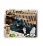 黒ポメ《恋音》のつぶやき vol.3（個別スタンプ：9）