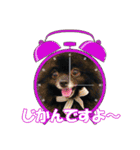 黒ポメ《恋音》のつぶやき vol.3（個別スタンプ：13）