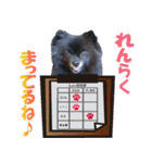 黒ポメ《恋音》のつぶやき vol.3（個別スタンプ：16）