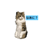 スコティッシュ マール（個別スタンプ：1）