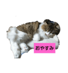 スコティッシュ マール（個別スタンプ：3）