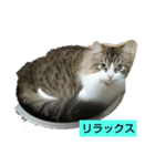 スコティッシュ マール（個別スタンプ：4）