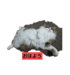 スコティッシュ マール（個別スタンプ：8）