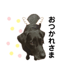 Labrador retriever ❤︎ 2（個別スタンプ：1）