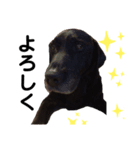 Labrador retriever ❤︎ 2（個別スタンプ：2）