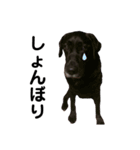Labrador retriever ❤︎ 2（個別スタンプ：3）
