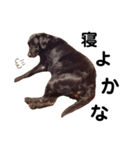 Labrador retriever ❤︎ 2（個別スタンプ：4）