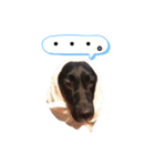 Labrador retriever ❤︎ 2（個別スタンプ：5）