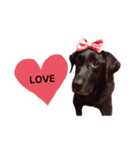 Labrador retriever ❤︎ 2（個別スタンプ：6）