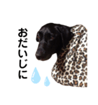 Labrador retriever ❤︎ 2（個別スタンプ：7）