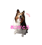 シェルティのゆなちゃん（個別スタンプ：1）