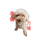 うちのわんちゃん 愛犬さくら（個別スタンプ：1）