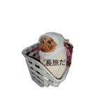 うちのわんちゃん 愛犬さくら（個別スタンプ：2）