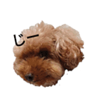 うちのわんちゃん 愛犬さくら（個別スタンプ：3）