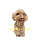うちのわんちゃん 愛犬さくら（個別スタンプ：4）