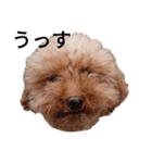 うちのわんちゃん 愛犬さくら（個別スタンプ：5）