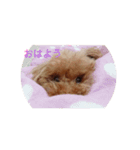 うちのわんちゃん 愛犬さくら（個別スタンプ：6）