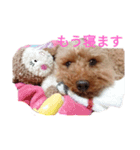 うちのわんちゃん 愛犬さくら（個別スタンプ：8）