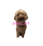 うちのわんちゃん 愛犬さくら（個別スタンプ：11）