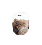 うちのわんちゃん 愛犬さくら（個別スタンプ：12）