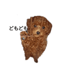 うちのわんちゃん 愛犬さくら（個別スタンプ：13）