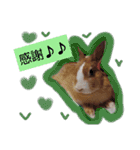 うさぎの若3（個別スタンプ：1）