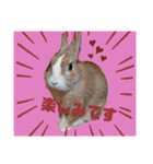 うさぎの若3（個別スタンプ：3）