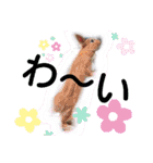うさぎの若3（個別スタンプ：5）