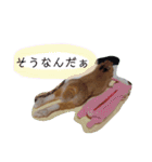 うさぎの若3（個別スタンプ：7）