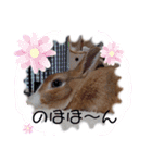 うさぎの若3（個別スタンプ：10）