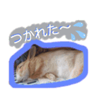 うさぎの若3（個別スタンプ：11）