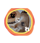 うさぎの若3（個別スタンプ：12）